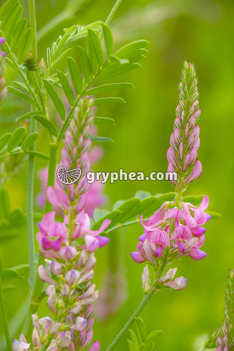 Sainfoin (Onobrychis viciifolia, Fabacée ou Légumineuse) - gryphea.org